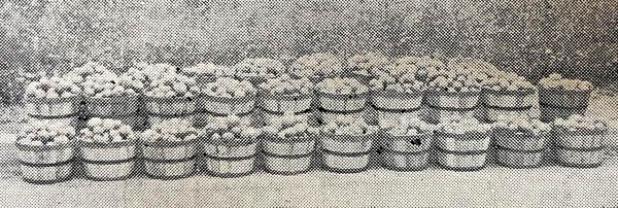 Article Image Alt Text